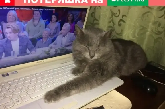 Пропала кошка в Глазове, Наталья Иванова https://vk.com/id18791920