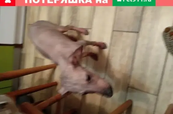 Найдена голая собака в Южном районе Оренбурга