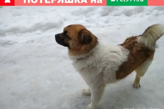 Потерян пёс в Ростове, ул. 16-я Линия