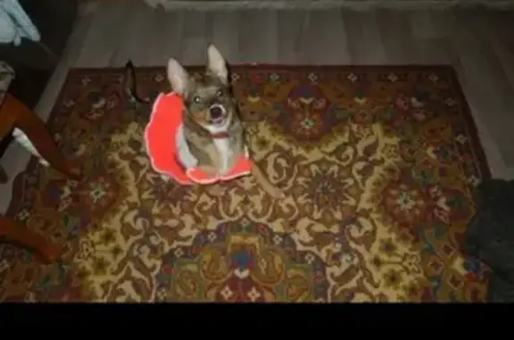 Собаки потеряшки, Ульяновск, фото: Потеряшка собака Боня в Ульяновске, район Промышленная-Шолмова