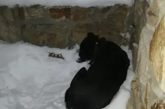 Потеряшка собака на 3-м Степном в Курске