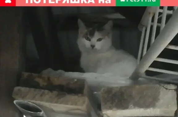 Найдена белая кошка в Новороссийске, квартал 8-я Щель