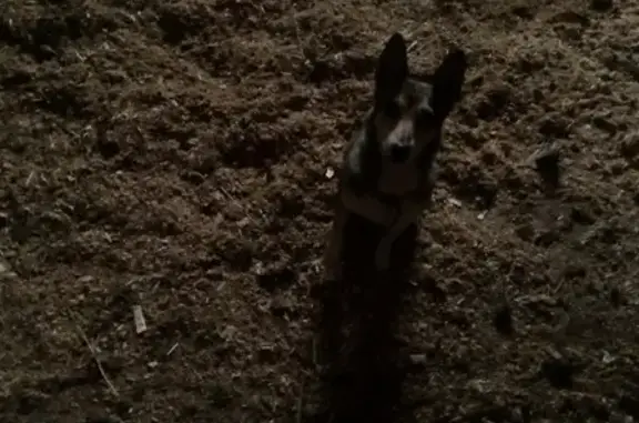 Найдена собака в Владимирской области, ищем хозяев!