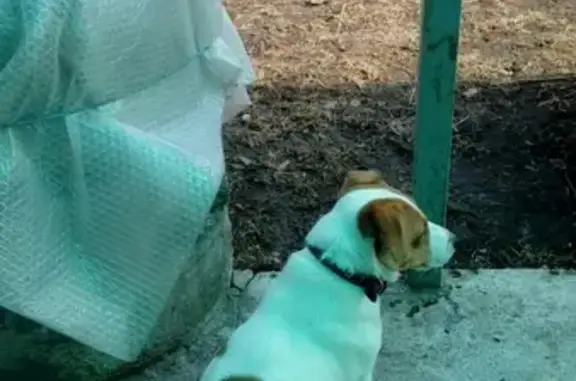 Пропала собака в Коломенском районе, помогите!