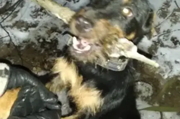 Пропала собака в Гаврилов-Яме