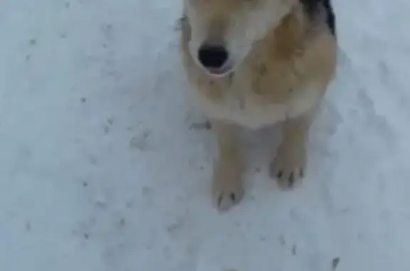 Пропала собака в Казани, ищем Плюшу!
