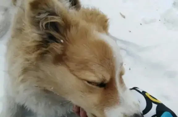 Пропал щенок в Горно-Алтайске