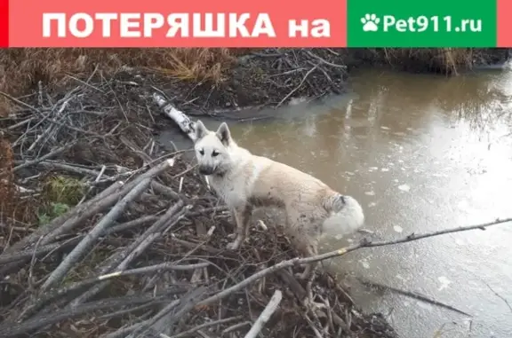 Пропала собака в Лесосибирске, ул. Гражданская 14