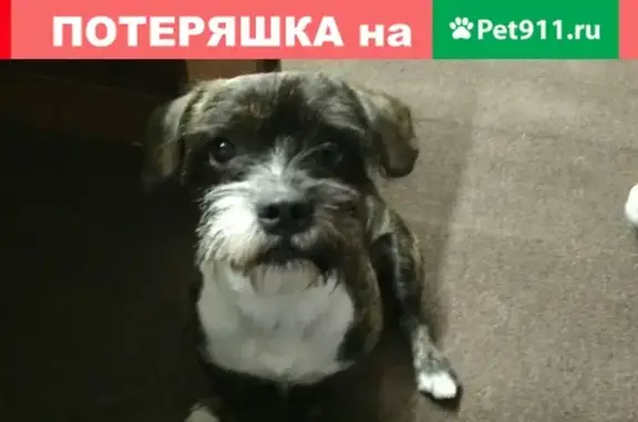 Пропала собака Дени, ул. Шаумяна, Ижевск.