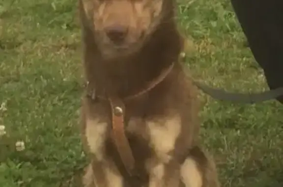 Пропала собака Шика в Первоуральске