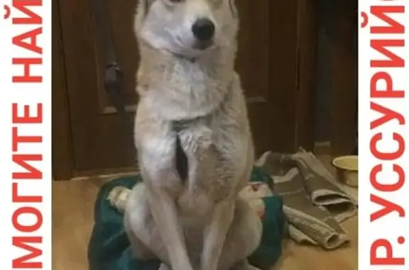 Пропала собака Белка в Уссурийске