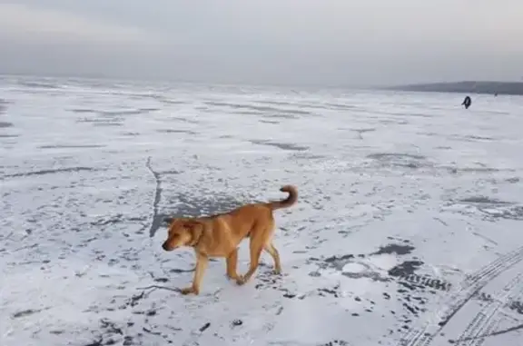 Пропала собака на рудник в Чите