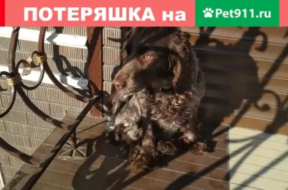 Найдена собака в Спасске, Пензенская обл.