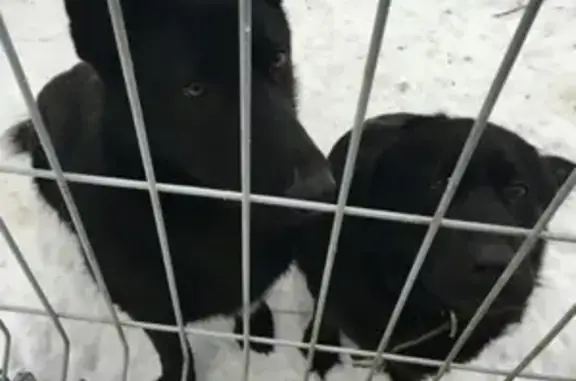 Пропала собака в Хотьково: черная с белой грудью и коротким хвостом.