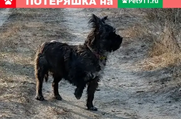 Пропала собака в Балахне, зовут Дина.