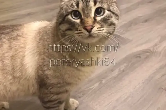 Найден домашний кот в Солнечном, 1 Топольчанский пр. Саратов