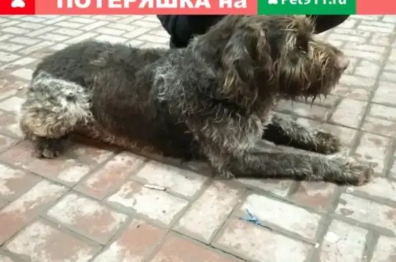 Найдена собака породы Дратхаар в Ростове