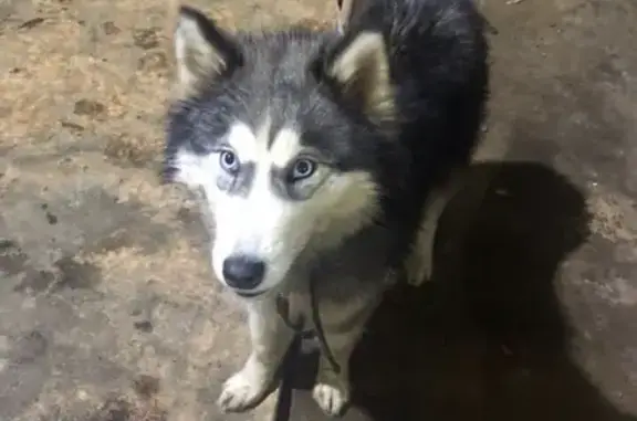Найдена собака на улице Совхозная в Костроме