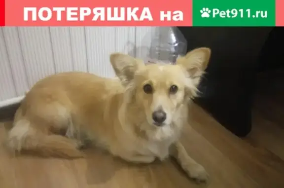 Найдена собака в Ленинском районе, ищем хозяев