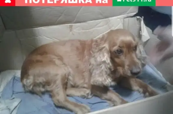 Найдена собака ищет хозяев в Цимлянске!
