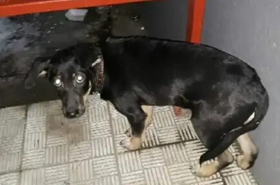 Найдена собака на Приборостроитель, Старый Оскол