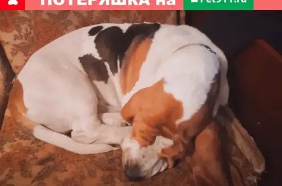 Найдена породистая собака в Армавире