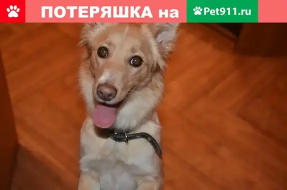 Найдена собака на ул. Романа Ердякова, ищем хозяев или передержку.
