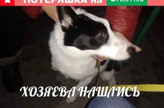 Найдена собака на Ржевке, Красногвардейский район