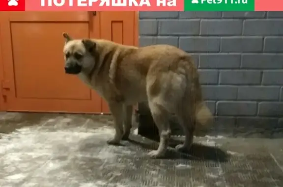 Пропала собака на проспекте Красной Армии, Сергиев Посад