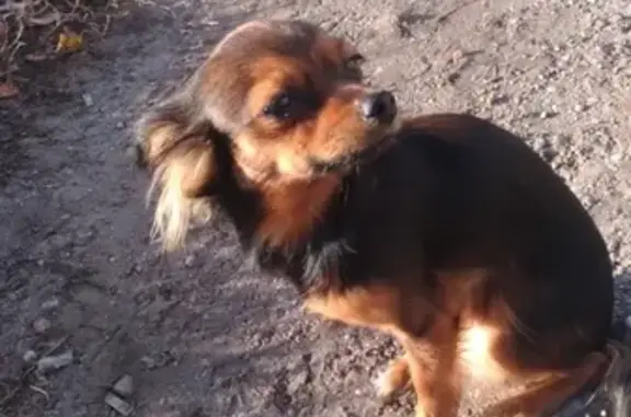 Собаки потеряшки, Калининград, фото: Потеряшка собака в Калининграде, вознаграждение!