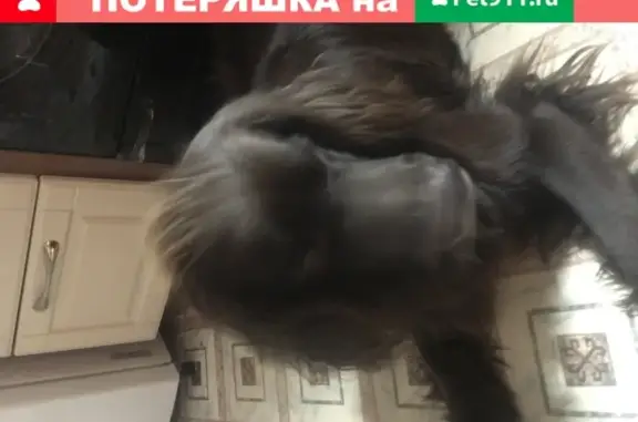 Собака Русский спаниель найдена в Санкт-Петербурге