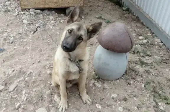 Пропала собака Бимка в Вельске, Архангельская область