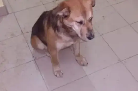 Найдена собака в Домодедово