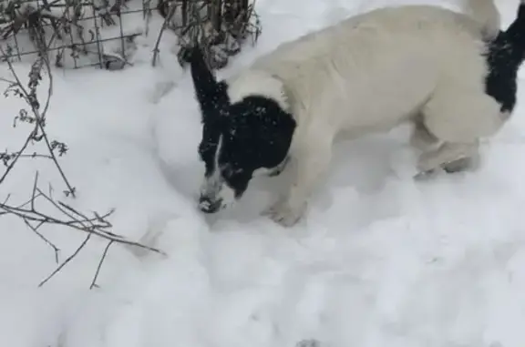 Пропала собака в Ивантеевке: белая с чёрными ушами и пятном на хвосте, кличка Чарли.