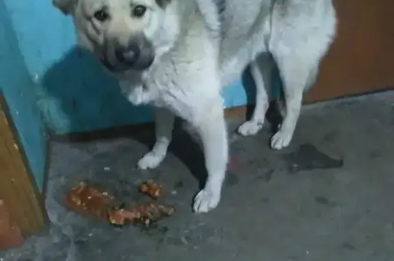 Найден худой, ласковый пёс в Комсомольске-на-Амуре
