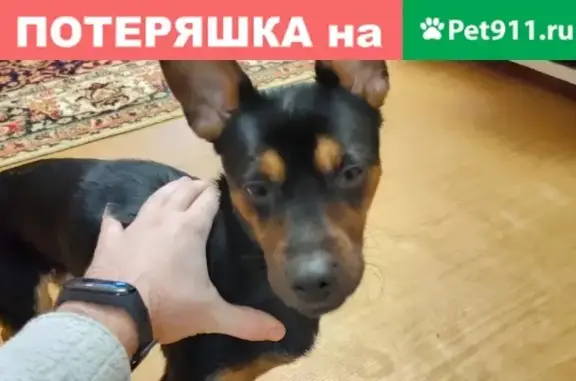 Найдена мелкая черная собака в Екатеринбурге