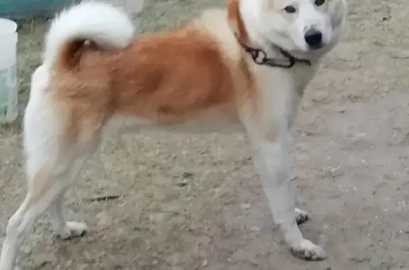 Пропала собака Деник на улицах Гагарина