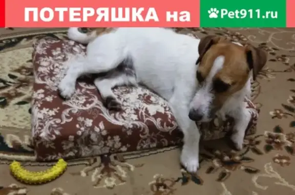 Пропала собака Джим в Новошахтинске #Ищу #Найдись