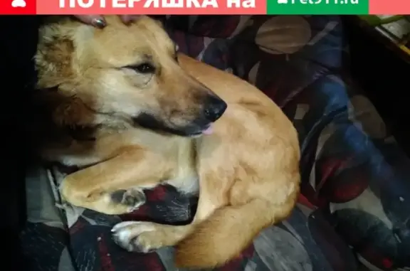 Пропала собака Рыжа в Стерлитамаке