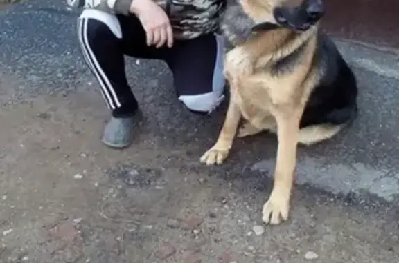 Пропала собака в Ижевске, немец, возраст 3 года [id432459024]