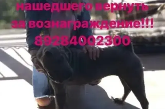 Пропала собака Шарпей в Геленджике