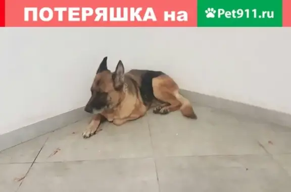 Найдена собака с пораненной лапкой в Одинцовском р-не, ул. Сколковская, д.3В