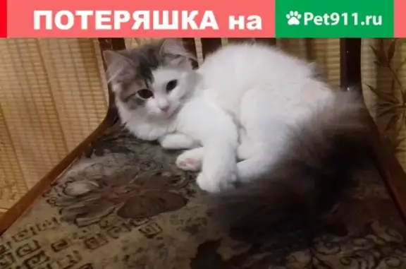 Найдена белая кошка в Пушкино, ищем хозяев