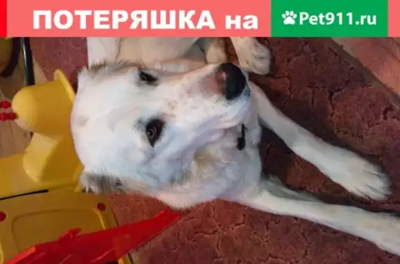 Найдена собака Алабай с ошейником в СНТ Автомобилист, Тульская область