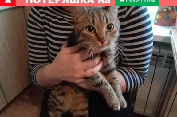 Найдена домашняя кошка на 2-м бульварном проезде в Рязани