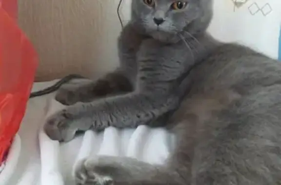 Найдена кошка на Захарова Чекистов, ищем хозяев
