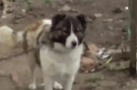 Пропала собака в Керчи, помесь кавказца