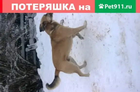 Пропала собака Гоша в Данилове, Ярославская область