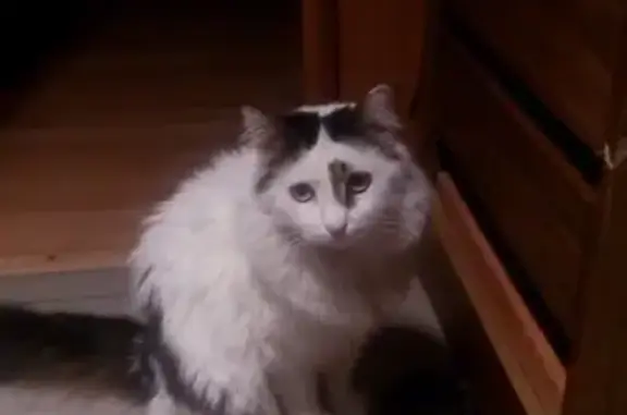 Кошки потеряшки, Великий Новгород, фото: Потеряшка кошка по адресу Большая Санкт-Петербургская, 120