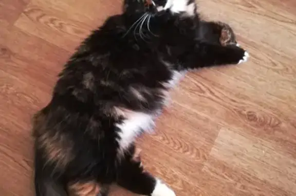 Кошки потеряшки, Великий Новгород, фото: Потеряшка кошка на Мира 23/9, Великий Новгород